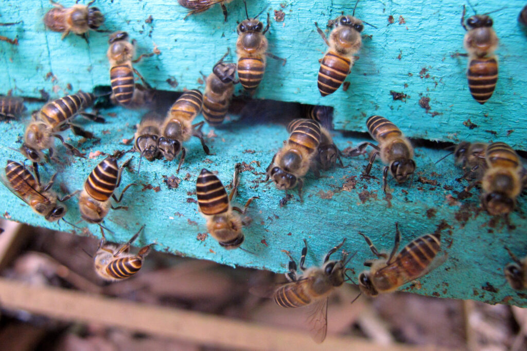 hive spotted with poop