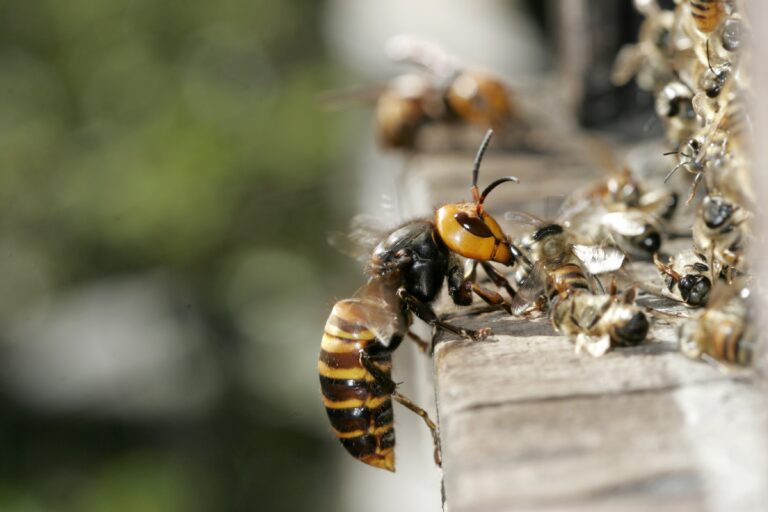 murder hornet vs Asian bees