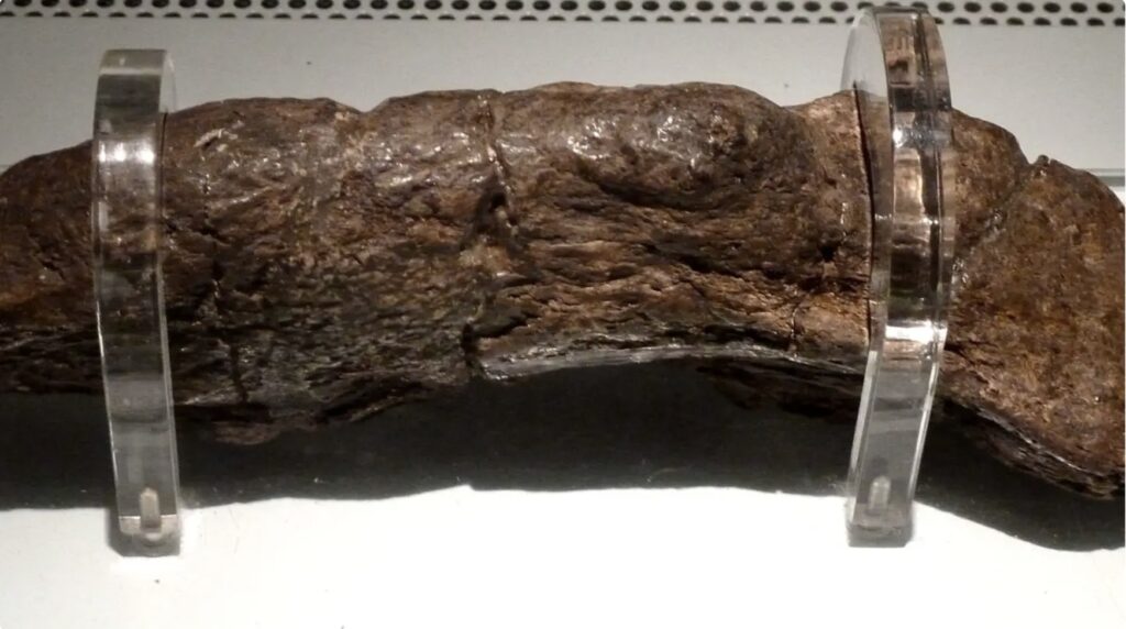 largest human poo on display