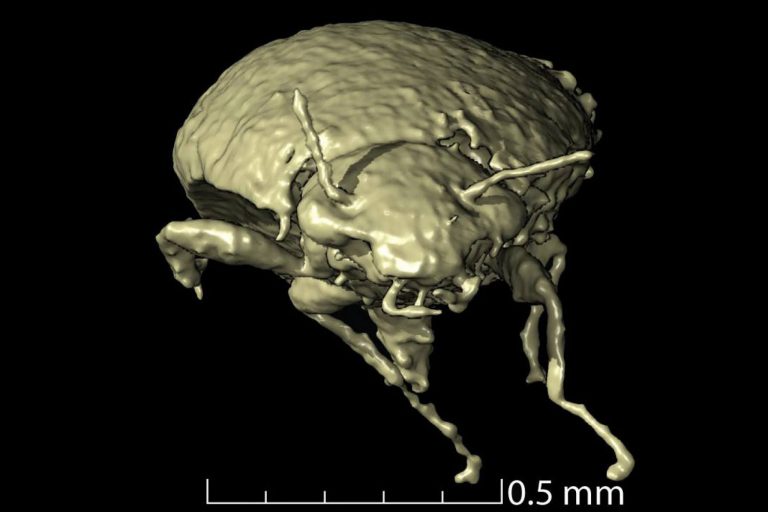 Triamyxa coprolithica 3D