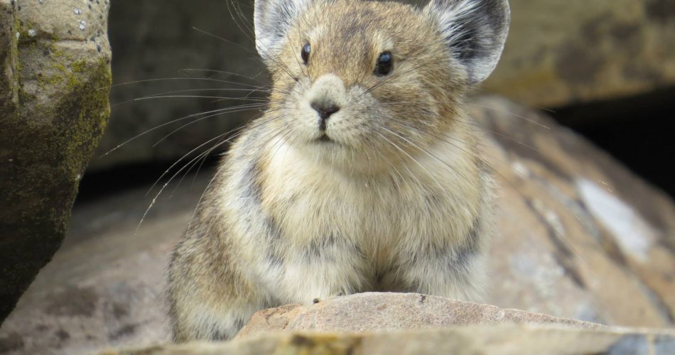 pika