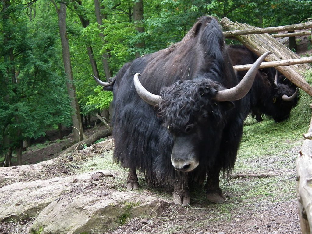 yak