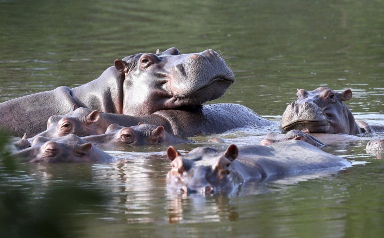 hippos