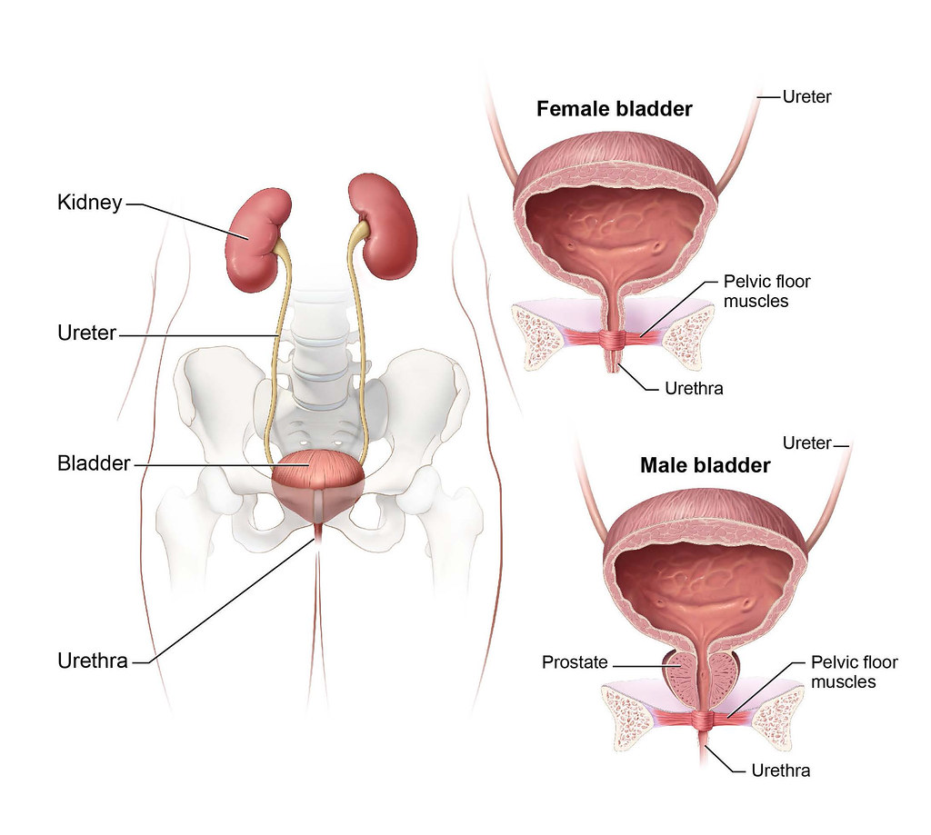 female and male bladder