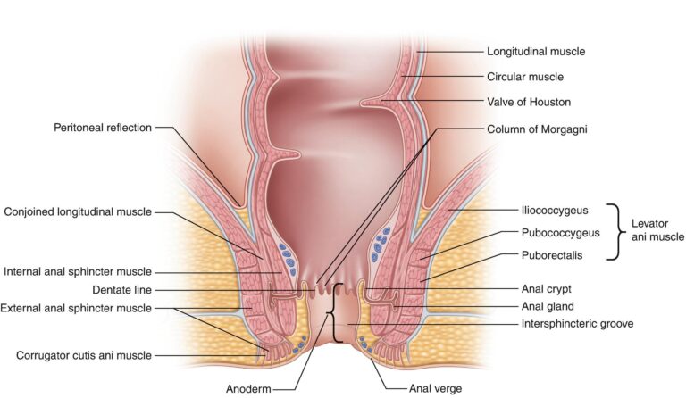 sphincters