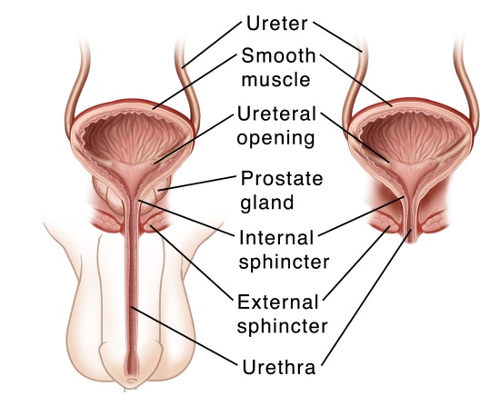 urethra