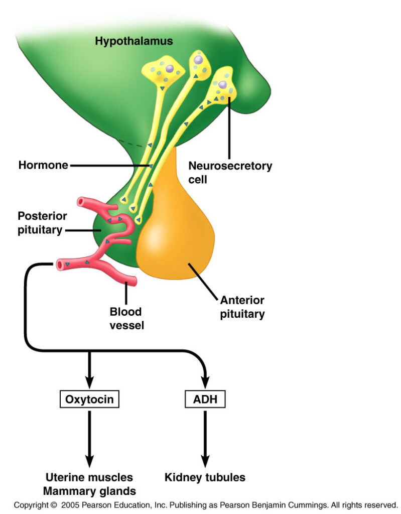 ADH hormones