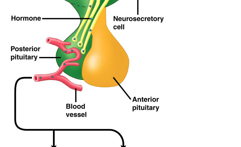 ADH hormones