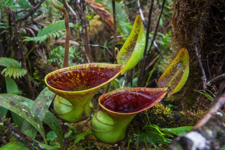 toilet-shaped carnivorous plants