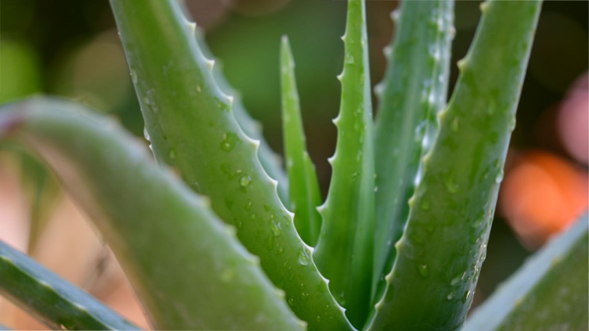 aloe