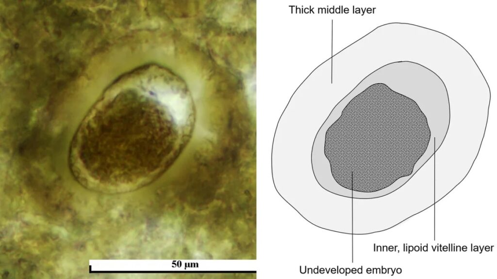 egg parasite