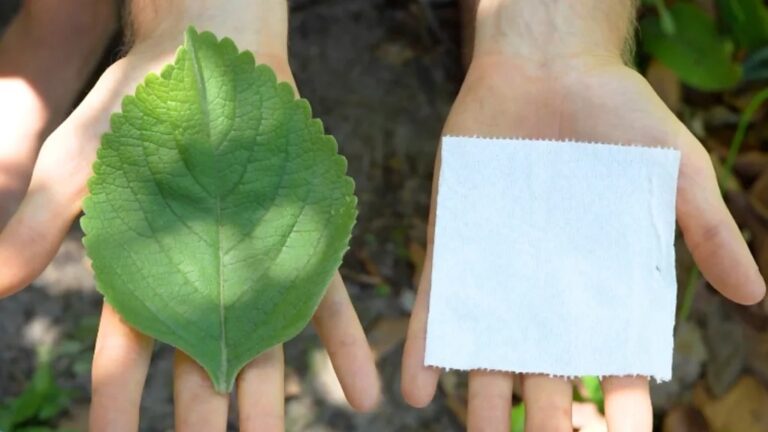 Plectranthus barbatus