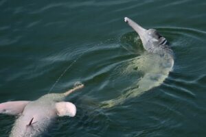 Male dolphins pee in the air