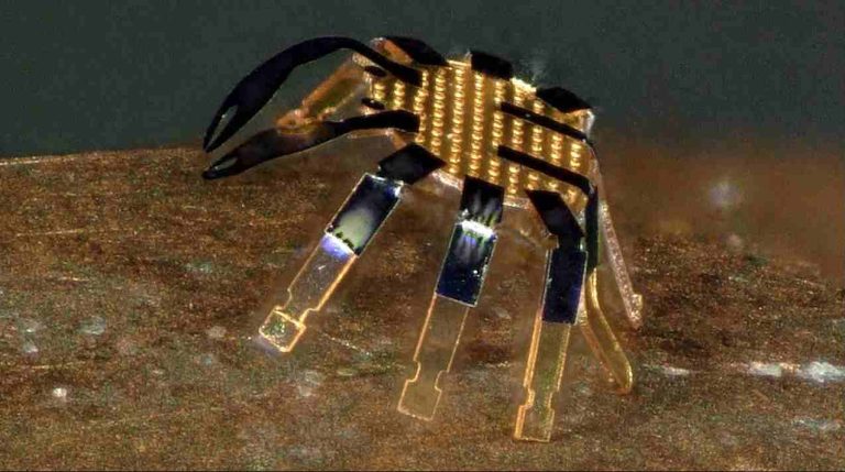 crab robots