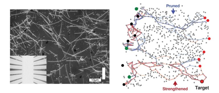 nanowire networks